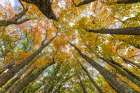 Fall color sassafras trees, Stephen A. Forbes State Park, Marion County, Illinois. Art Print
